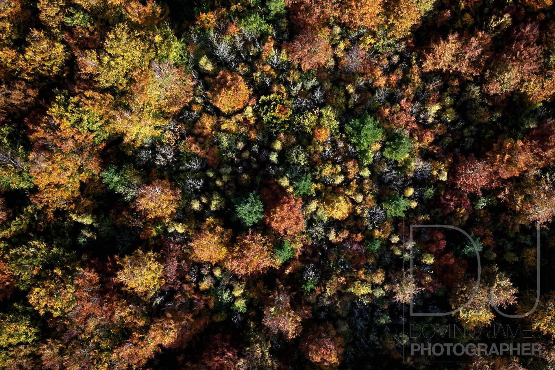 Autumn leaves photographed from a drone