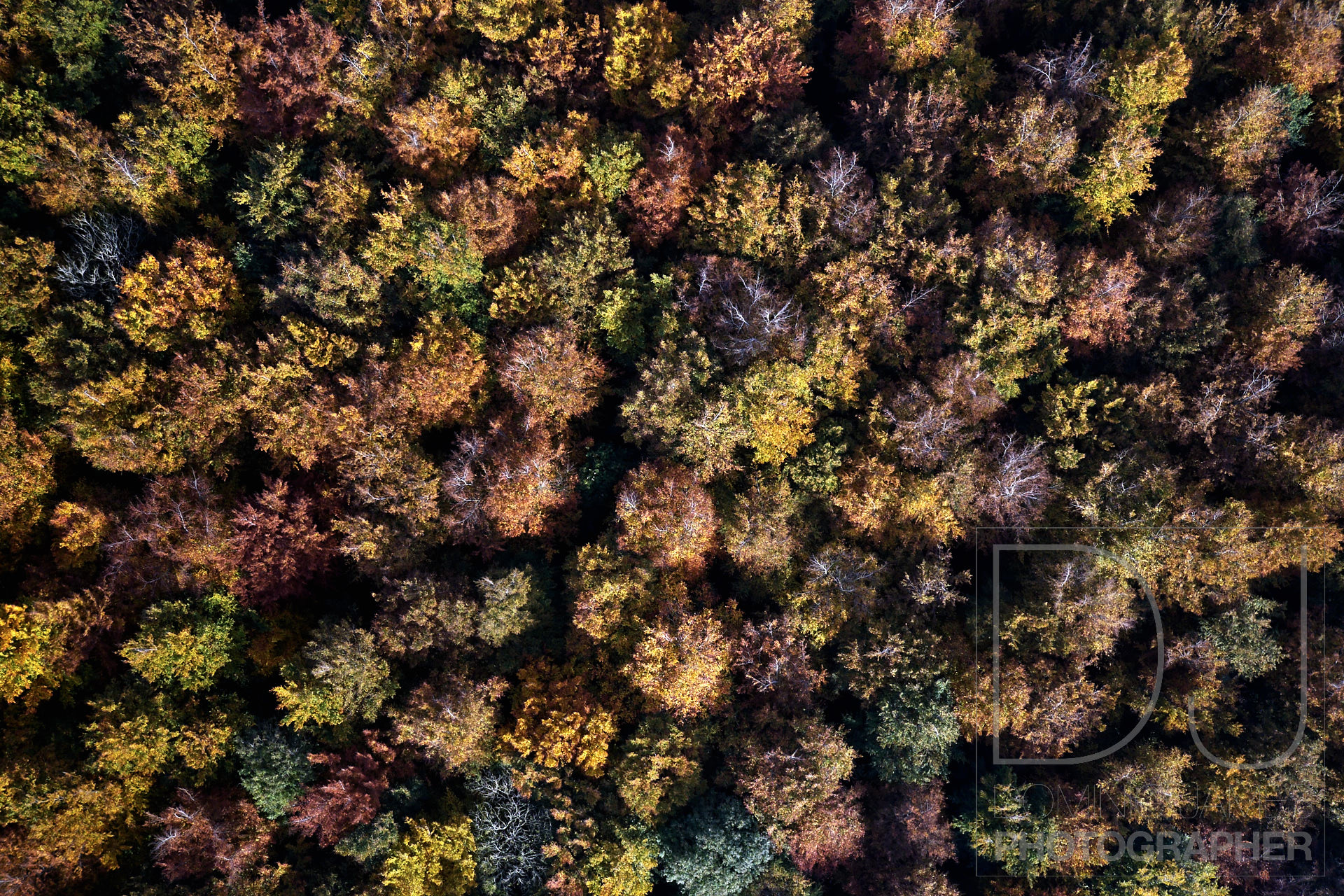 Autumn leaves photographed from a drone