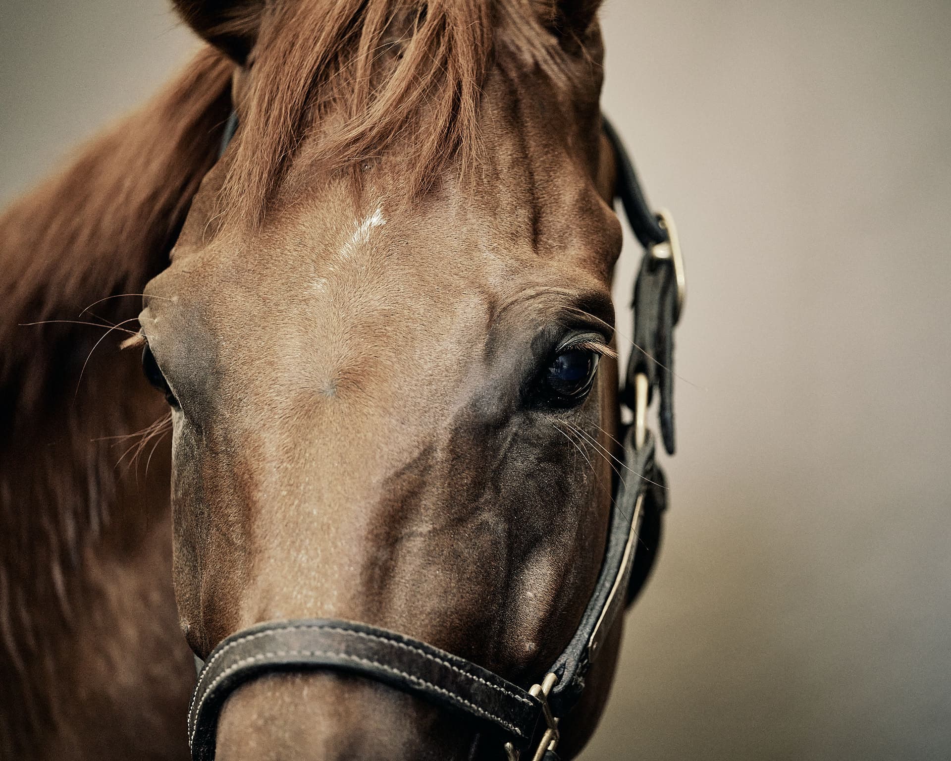 Dominic-James-Horse-Racing-QGF_18_DominicJames_09152-0058.JPG