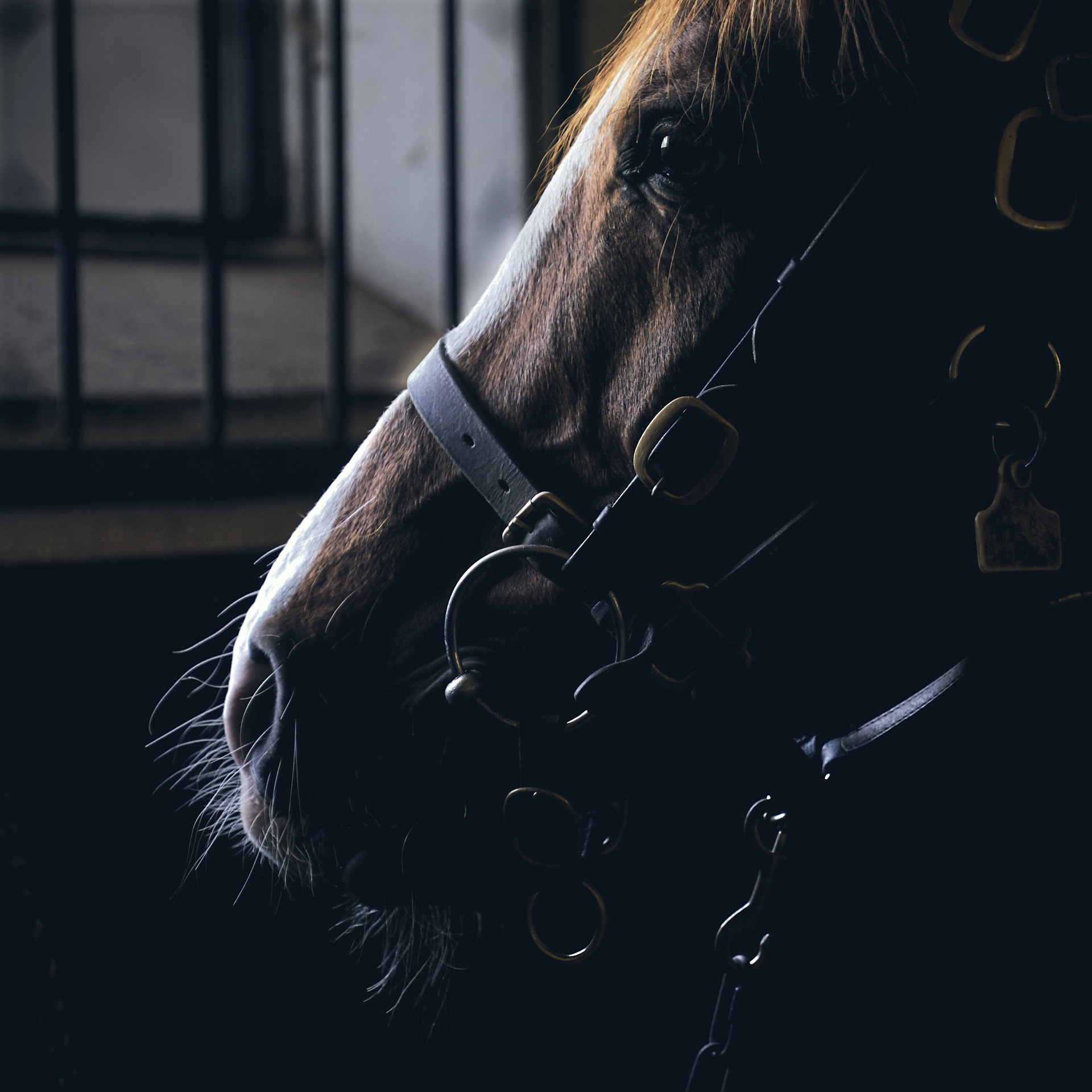 The-National-Stud-Dominic-James_DJ_3906