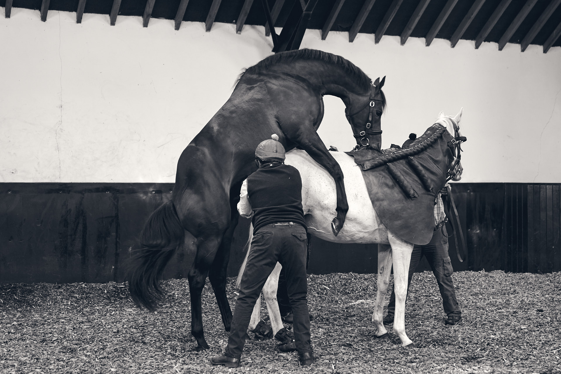 The-National-Stud-Dominic-James_DJ_4189